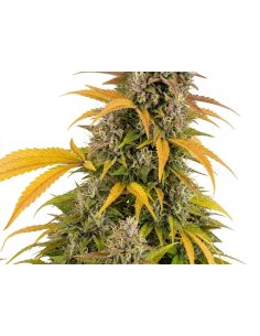 Cannabis Seeds 2