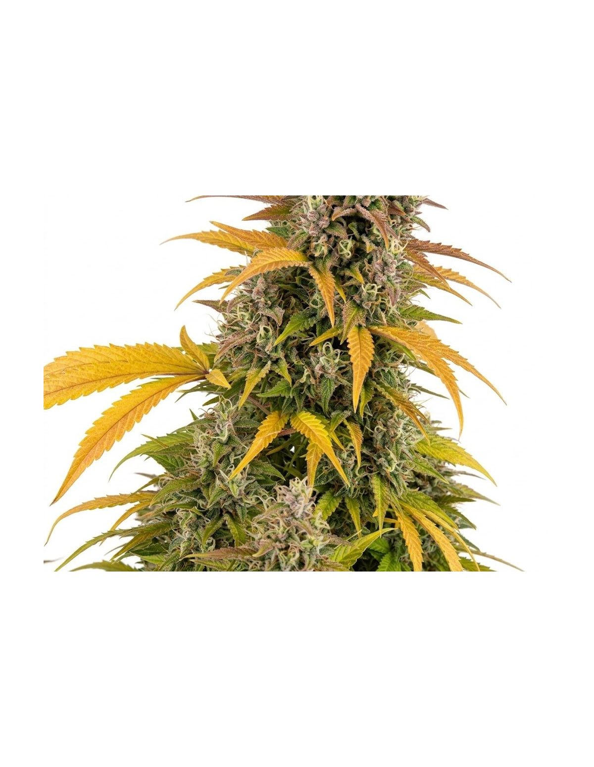 Just Seeds - Watermelon Zkittlez [AUTO]
