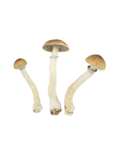 ShroomShop 2