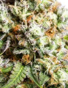Just Seeds - Gorilla Glue [AUTO] 2