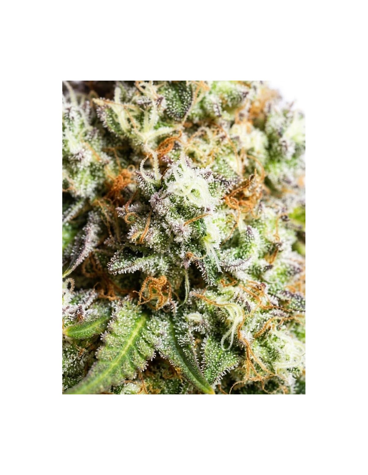 Just Seeds - Gorilla Glue [AUTO]