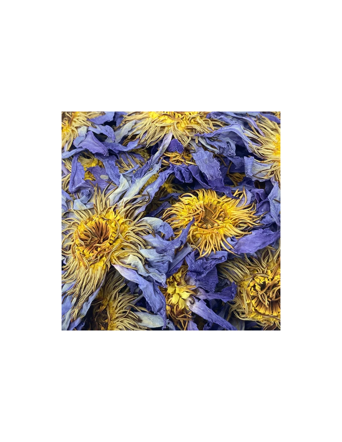 Blue Lotus Flower