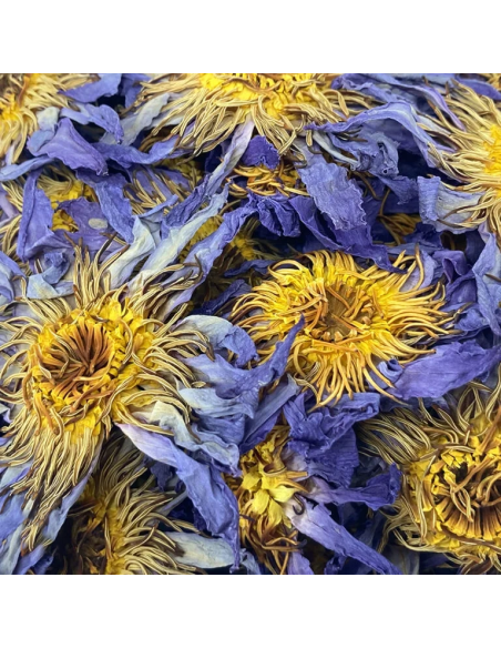 Blue Lotus Flower
