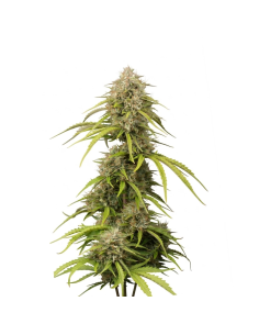Just Seeds - Bruce Banner [AUTO]