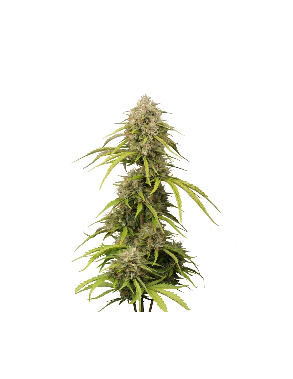 Just Seeds - Bruce Banner [AUTO]