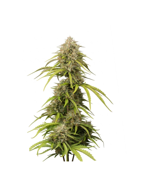 Just Seeds - Bruce Banner [AUTO]