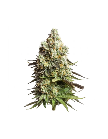 FREE GIFT : Just Seeds - 3x Autoflowering Seeds