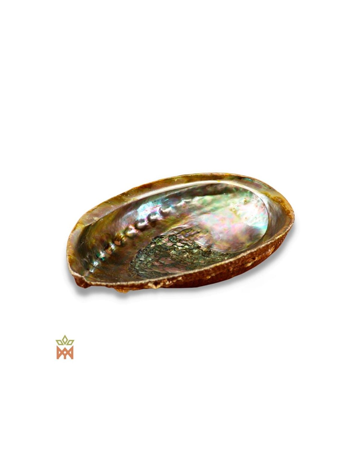 Natural Abalone Shell - Iridescent Incense Vessel