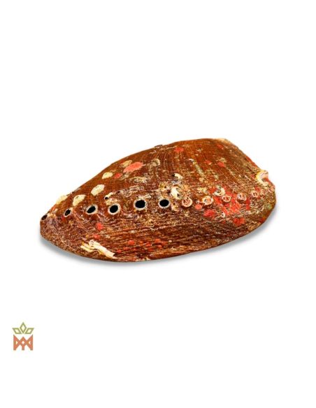 Coquille d’ormeau naturelle - Réceptacle irisé pour encens