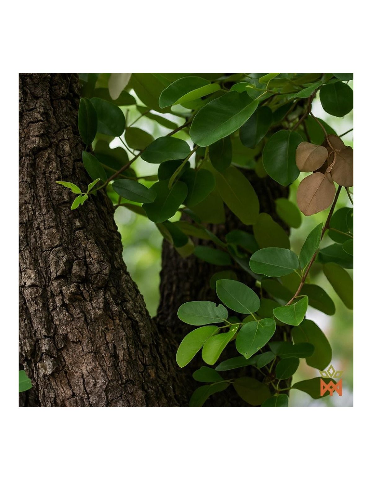 Bois corail africain du Gabon - Bois râpé, Pterocarpus soyauxii