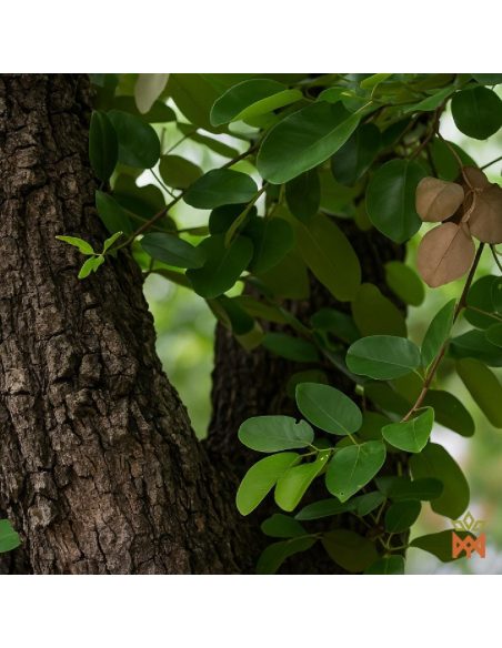 Afrikanisches Korallenholz aus Gabun - Holzspäne, Pterocarpus soyauxii