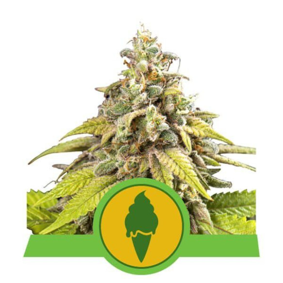 Green Gelato Automatic - Royal Queen Seeds  - 1 Green Gelato Automatic - Royal Queen Seeds  - 1