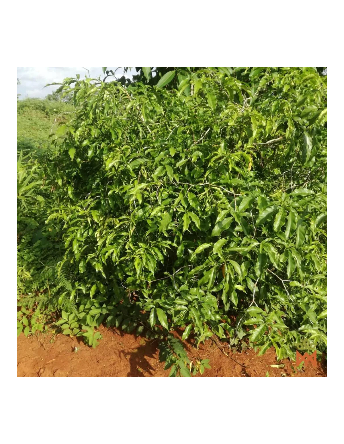 Iboga (Tabernanthe Iboga) – Strong Finely Powdered Root Bark from Cameroon