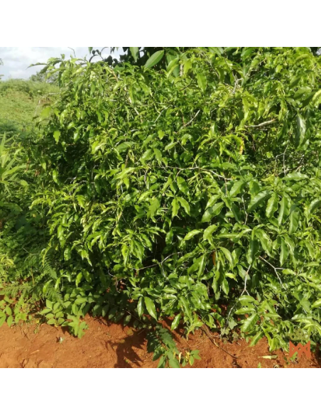 Iboga (Tabernanthe Iboga) – Starkes fein pulverisiertes Wurzelrindenpulver aus Kamerun