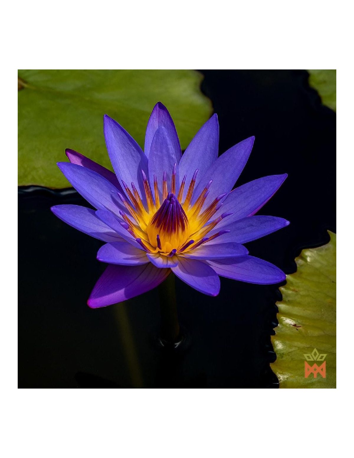 Lotus bleu de Thaïlande - Fleurs entières, Nymphaea caerulea