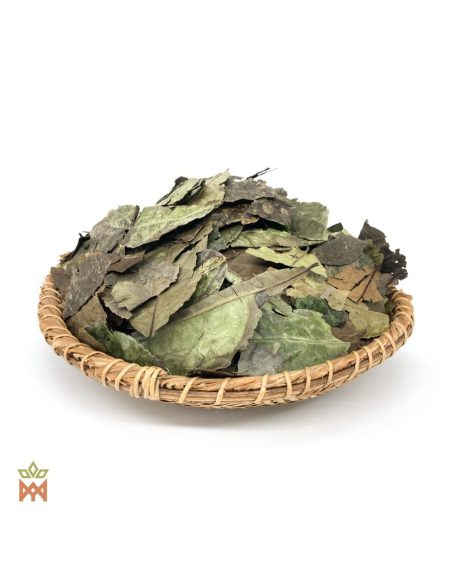 Guayusa d'Équateur - Feuilles entières, Ilex guayusa