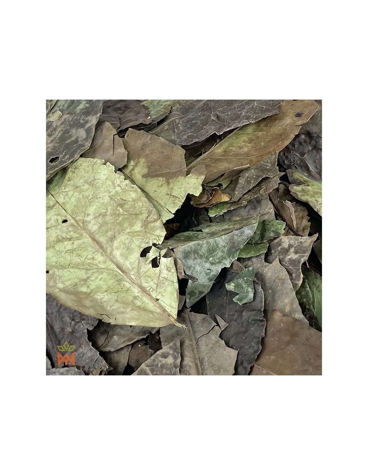 Guayusa from Ecuador - Whole Leaves, Ilex guayusa