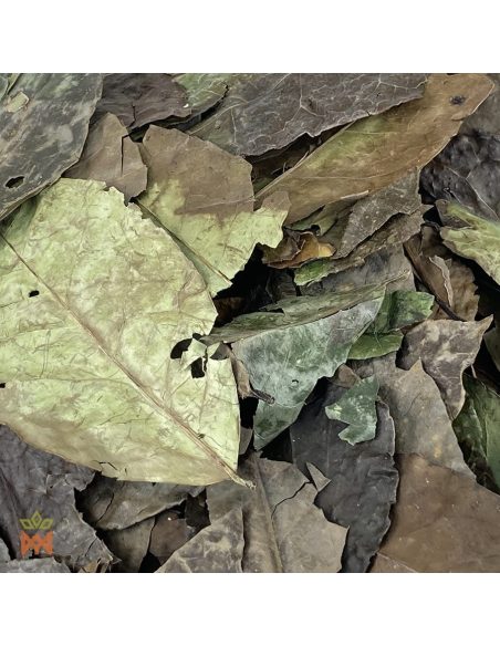 Guayusa d'Équateur - Feuilles entières, Ilex guayusa