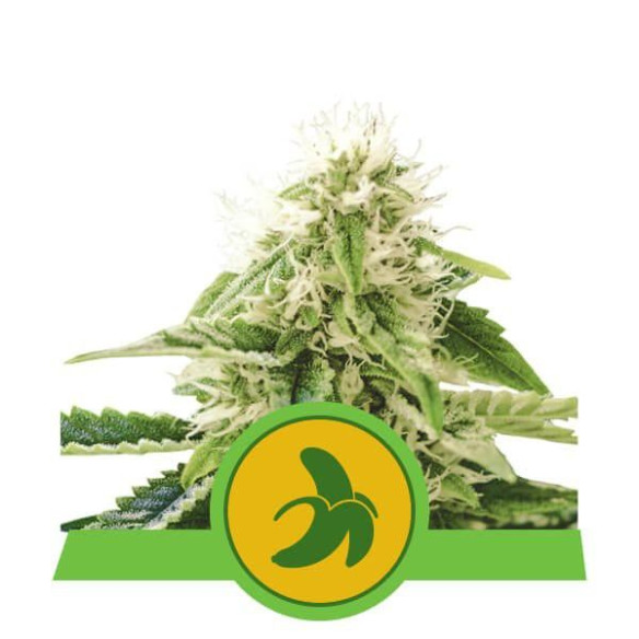 Fat Banana Automatic - Royal Queen Seeds  - 1 Fat Banana Automatic - Royal Queen Seeds  - 1