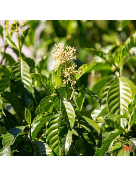 Chacruna d’Ucayali, Pérou - Feuilles entières, Psychotria viridis