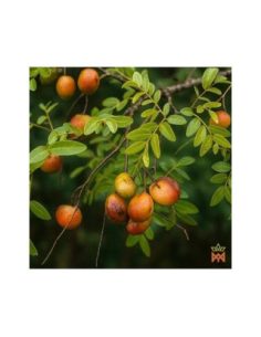 Brasilianischer Copaiba - Baumsaft-Oleoresin, Copaiba... 2