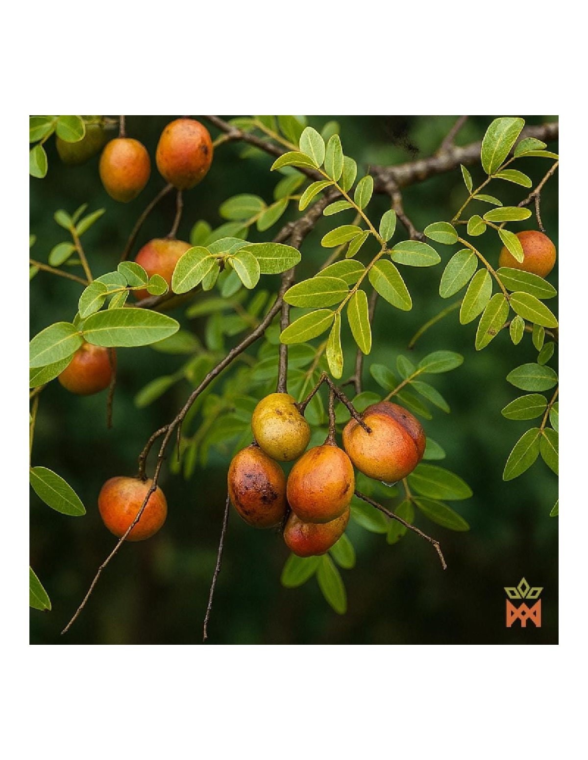 Brazilian Copaiba - Tree Sap Oleoresin, Copaiba officinalis