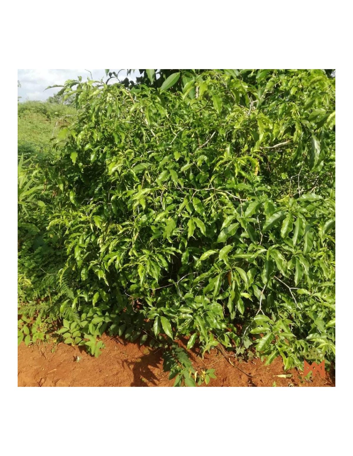 Iboga from Gabon - Finely Powdered Root, Tabernanthe iboga