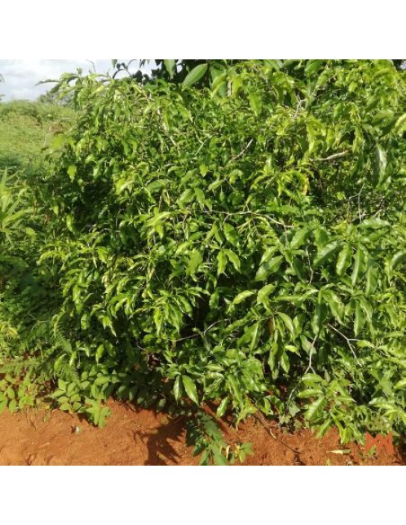 Iboga from Gabon - Finely Powdered Root, Tabernanthe iboga