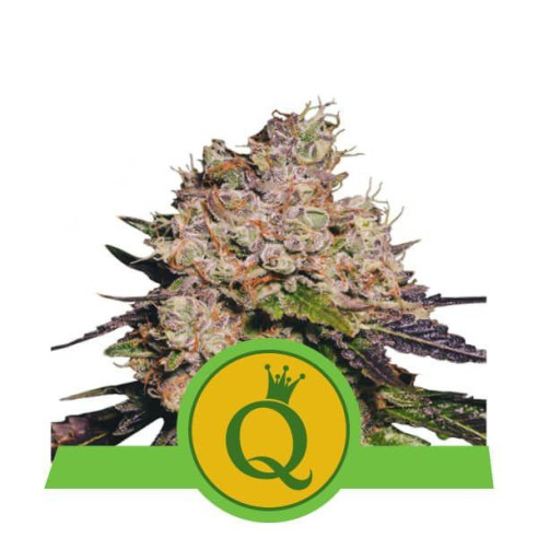 Purple Queen Automatic - Royal Queen Seeds  - 2