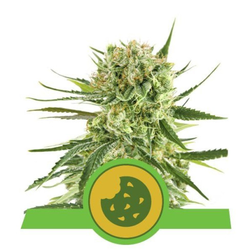 Royal Cookies Automatic - Royal Queen Seeds  - 1