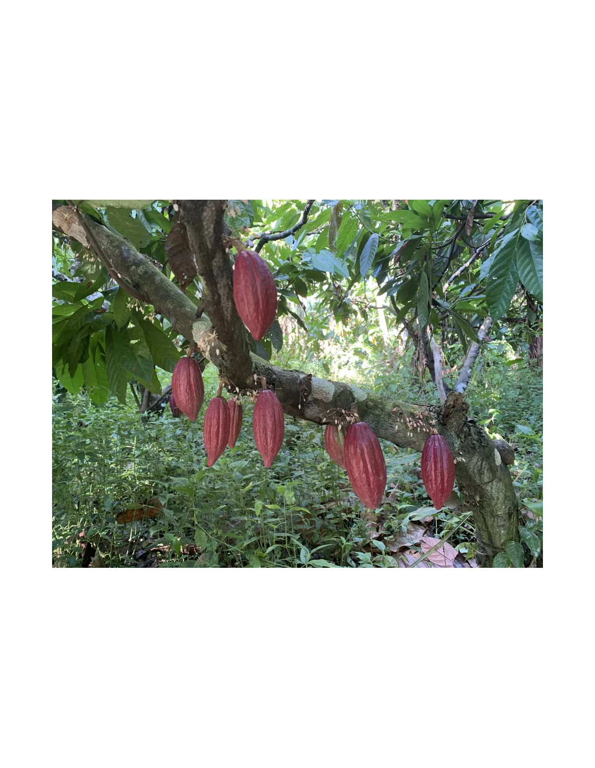 Arhuaca-Kakao aus Kolumbien - Zeremonieller Saatkakao 450 g, Theobroma cacao