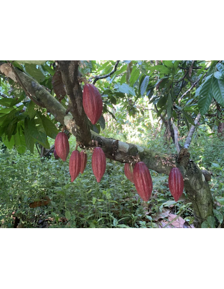 Arhuaca-Kakao aus Kolumbien - Zeremonieller Saatkakao 450 g, Theobroma cacao
