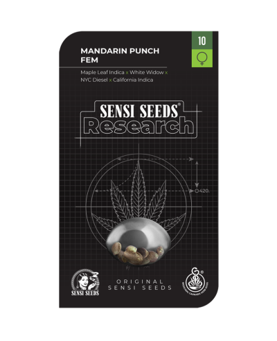 Mandarin Punch- Sensi Seeds  - 1