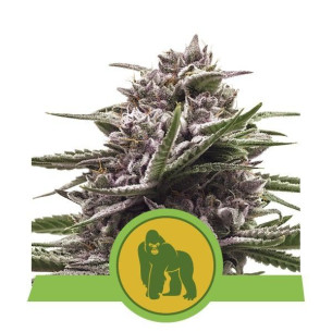 Royal Gorilla Automatic - Royal Queen Seeds  - 1