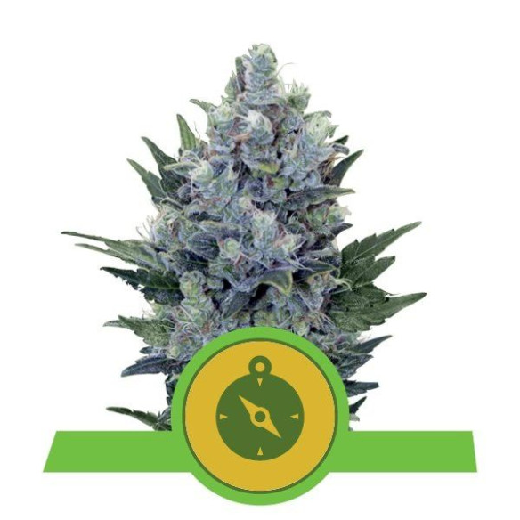 Northern Light Automatic - Royal Queen Seeds  - 1 Northern Light Automatic - Royal Queen Seeds  - 1