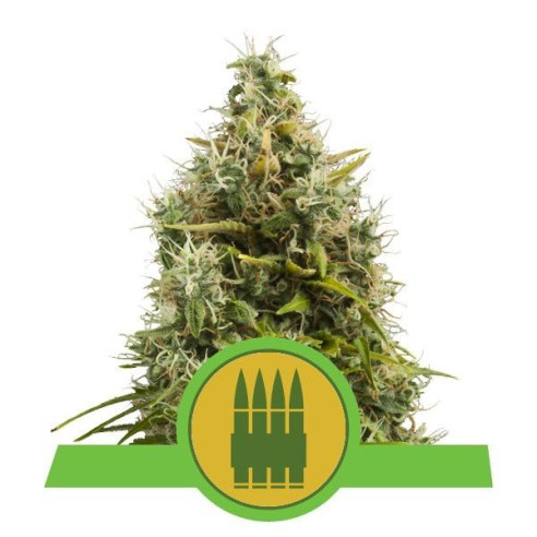 Royal AK Automatic - Royal Queen Seeds  - 1