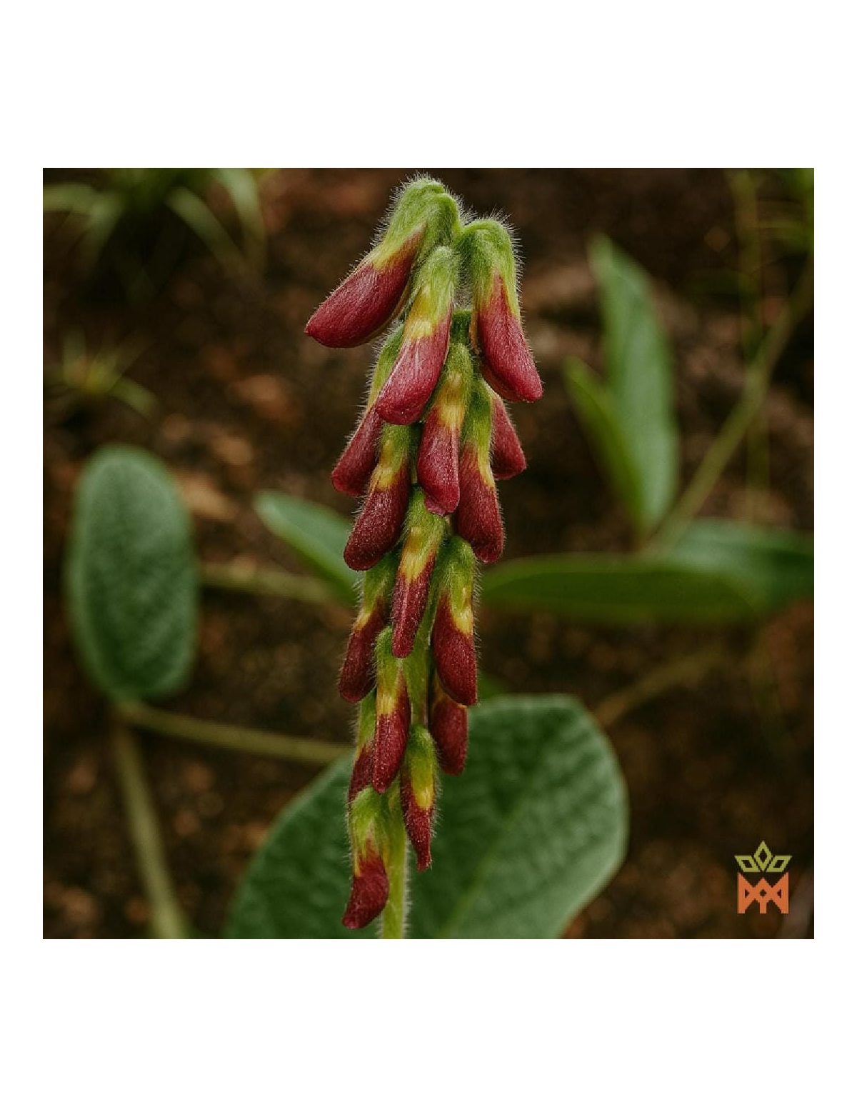 Bangalala Root Powder from South Africa - Ground Root, Eriosema cordatum