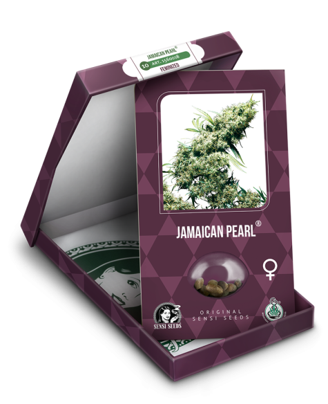 Kopen Jamaican Pearl - Sensi Seeds