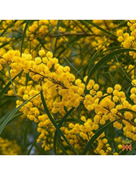 Taiwan-Akazienrinde - Ganze Rinde aus Taiwan, Acacia confusa