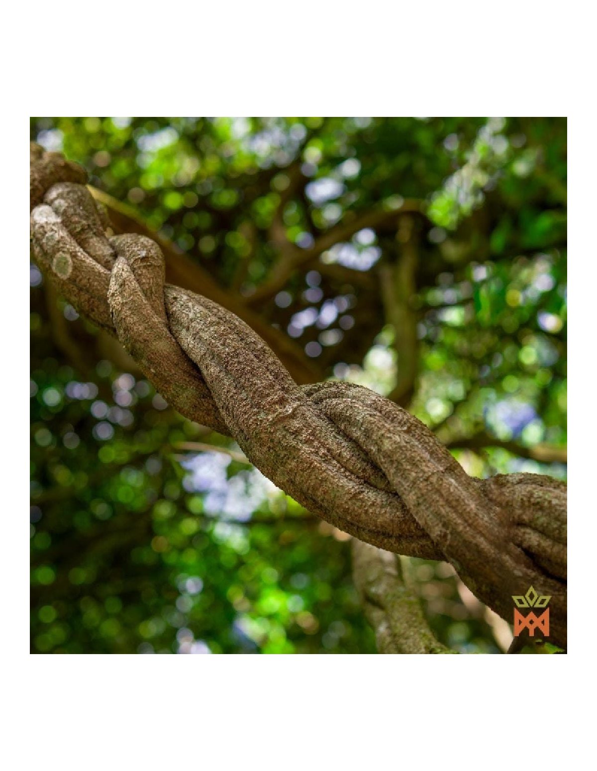 Brasilianische Caupuri-Liane - Zerkleinerte Liane, Banisteriopsis caapi