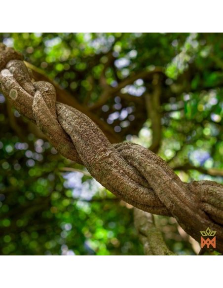 Brazilian Caupuri Vine - Shredded Vine, Banisteriopsis caapi