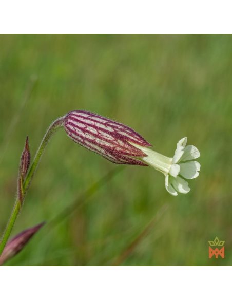 Afrikanische Traumwurzel aus Südafrika - Ganze Wurzel, Silene capensis