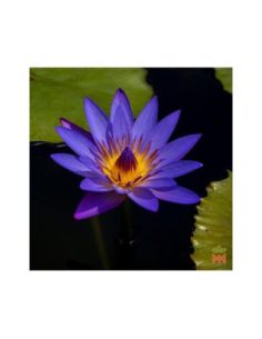 Blue Lotus from Thailand - 15:1 Flower Tincture, Nymphaea... 2