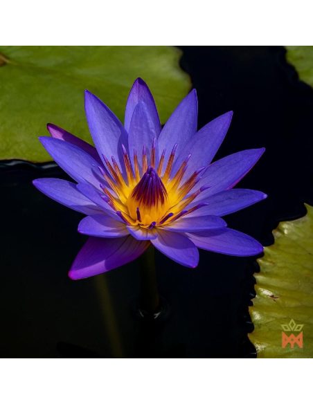 Blue Lotus from Thailand - 15:1 Flower Tincture, Nymphaea caerulea