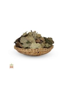 Chaliponga de Napo, Équateur - Feuilles entières,... 2