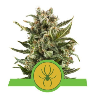 White Widow Automatic - Royal Queen Seeds  - 1