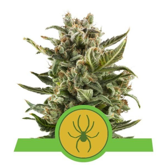 White Widow Automatic - Royal Queen Seeds  - 1 White Widow Automatic - Royal Queen Seeds  - 1