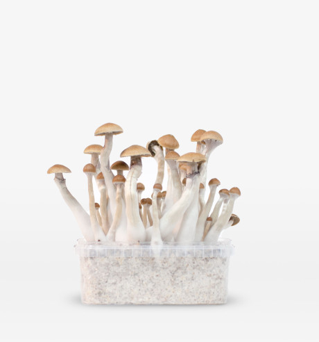 Treasure Coast growkit  - 3