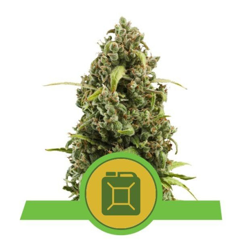 Diesel Automatic - Royal Queen Seeds  - 1