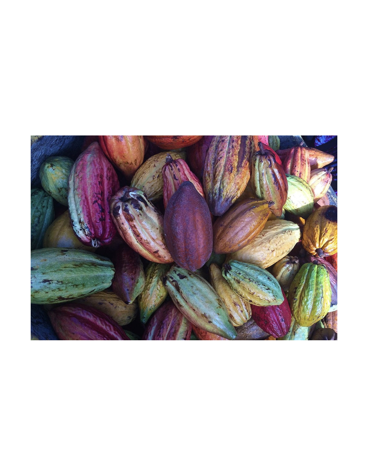 Wise Rootz – Signature Synergy